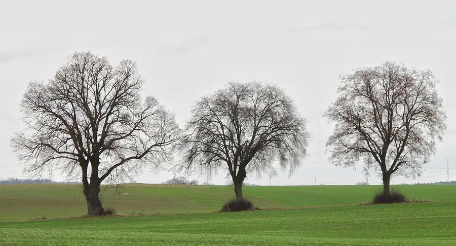 Wyłysiałe drzewa
