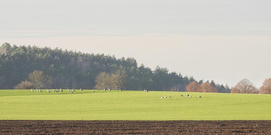 Solidne żurawie stado na polu