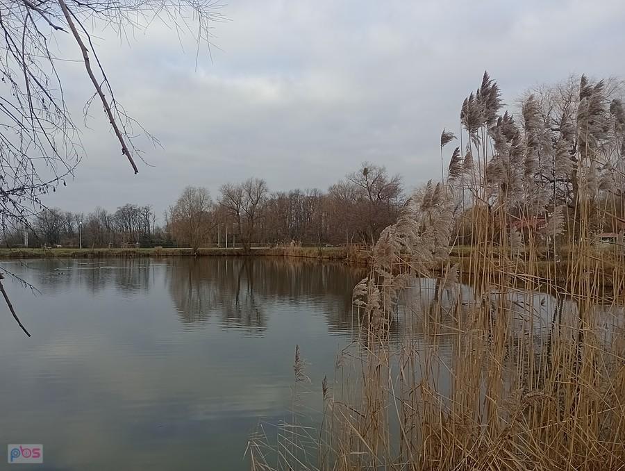 Staw w Zielonkach