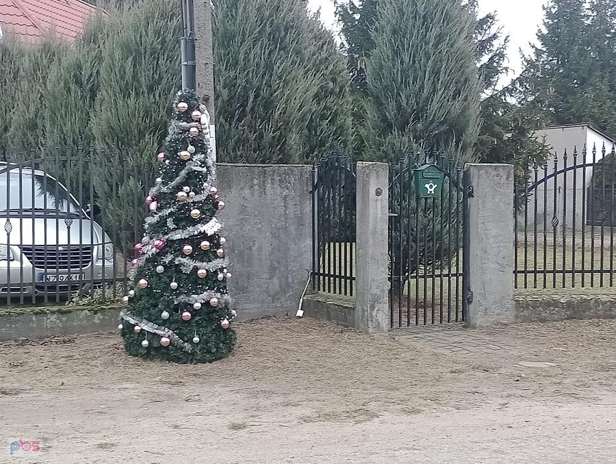 Choinki w Wojcieszynie