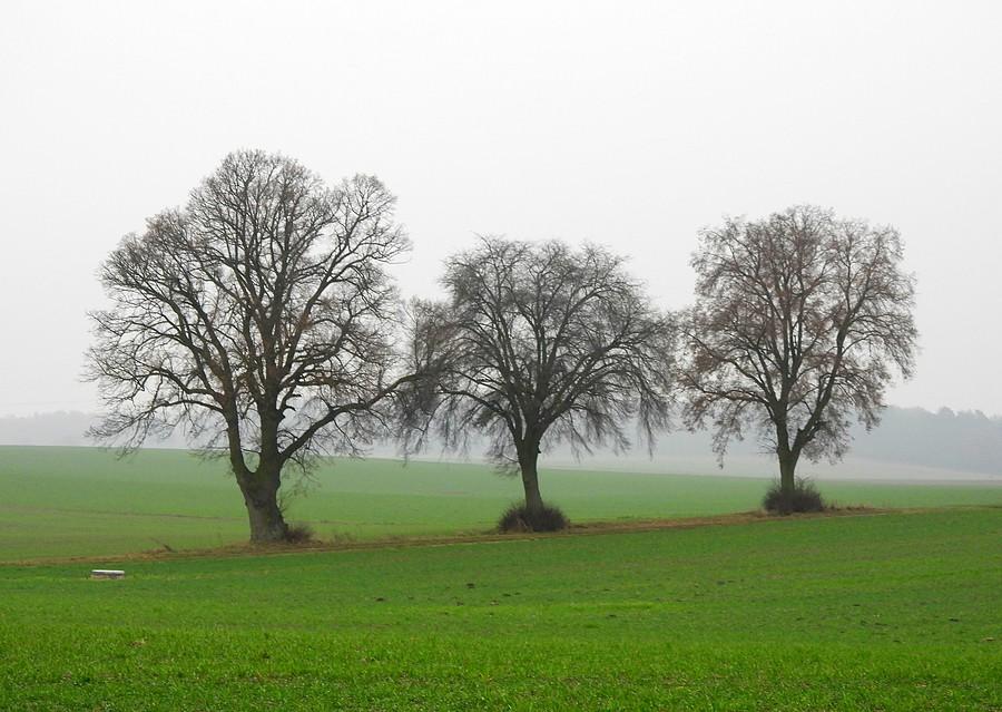 Trzcieliński klasyk w mgiełce