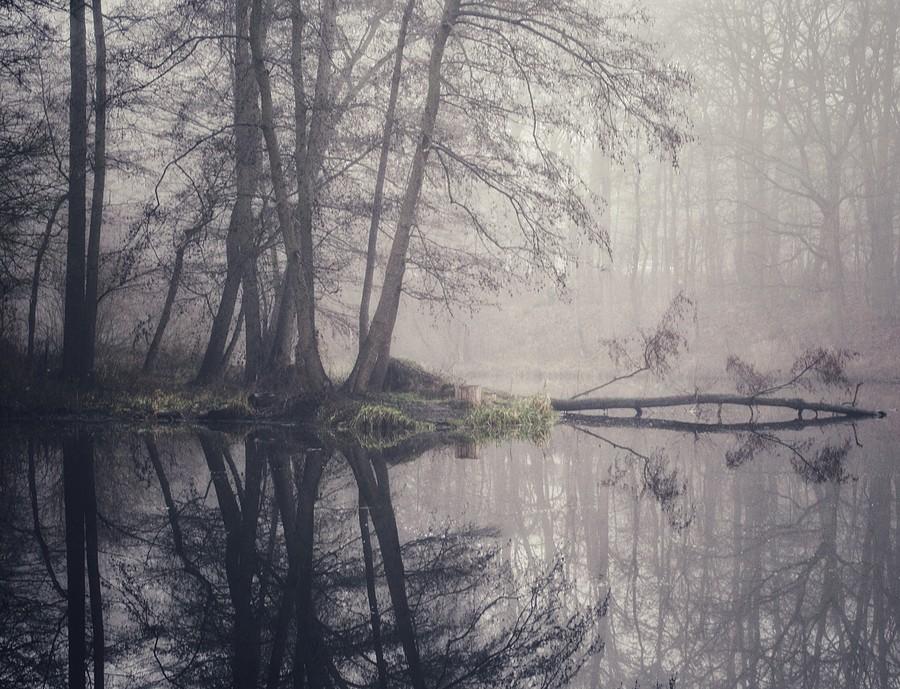 Las Dębiński zatopiony we mgle