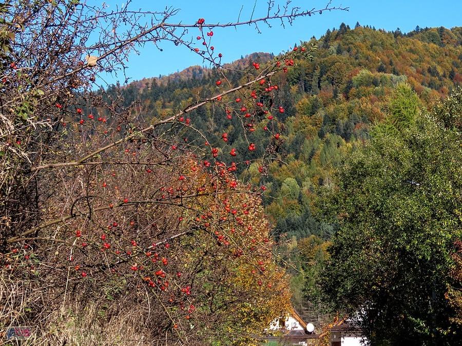 Kolory jesieni