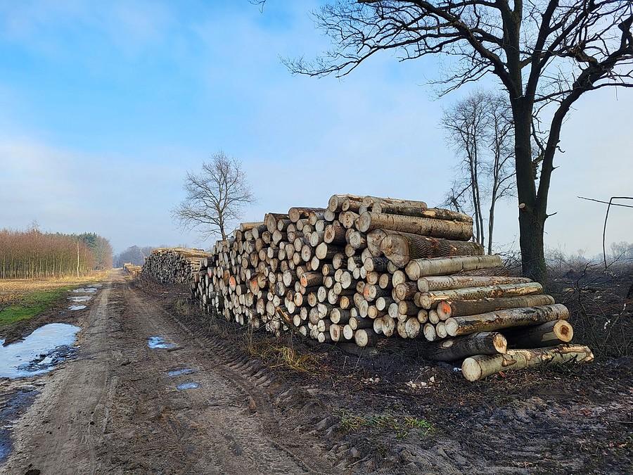 Mordercy Lasów działają w najlepsze