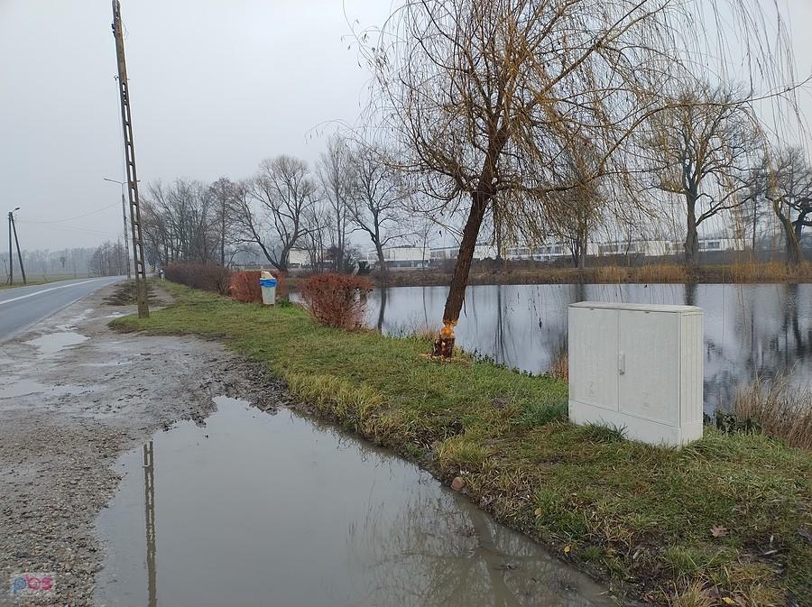 Podcięte czy podgryzione drzewo jeszcze stoi