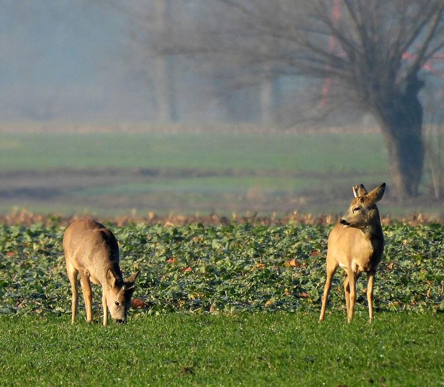 Uspokojone już sarenki