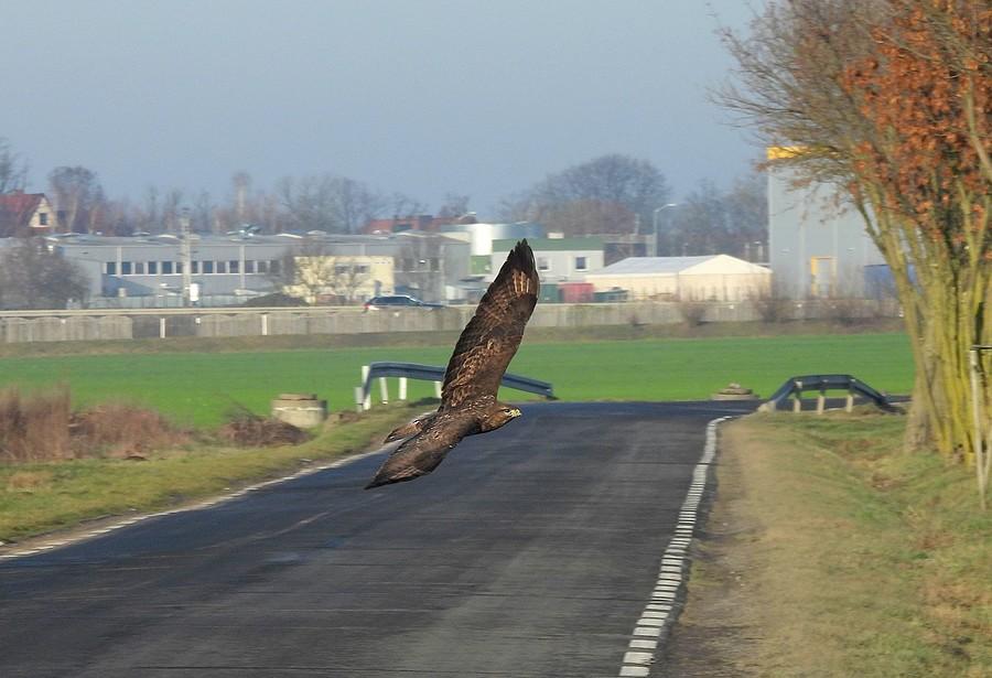 Myszołów wymusza pierwszeństwo :)