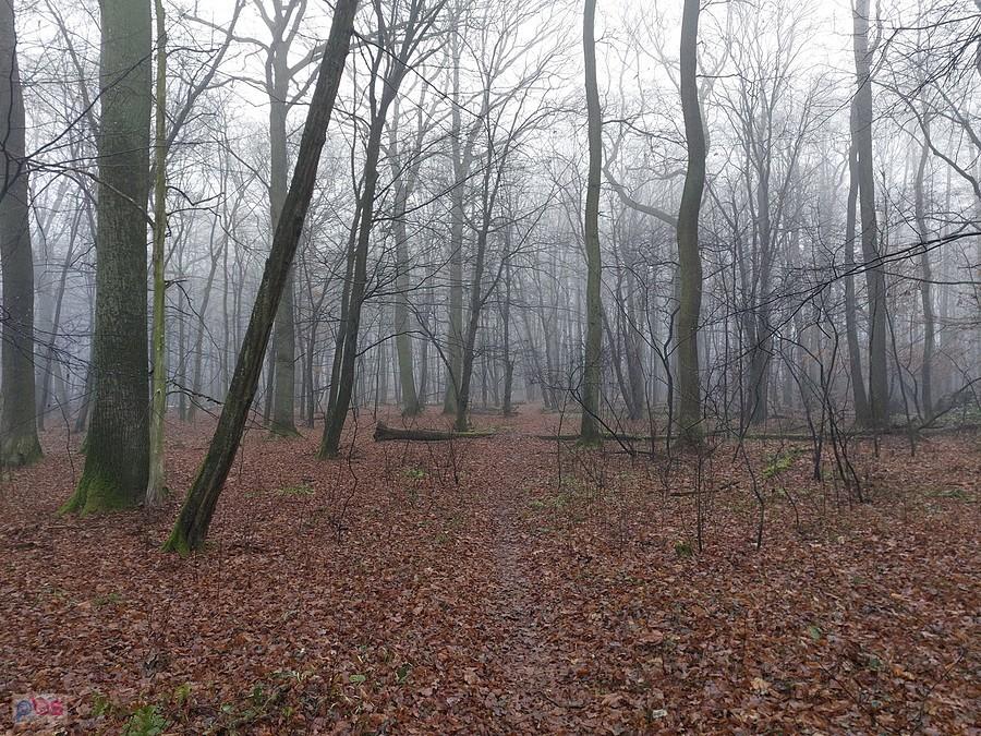Grotniki - Ścieżka przez las