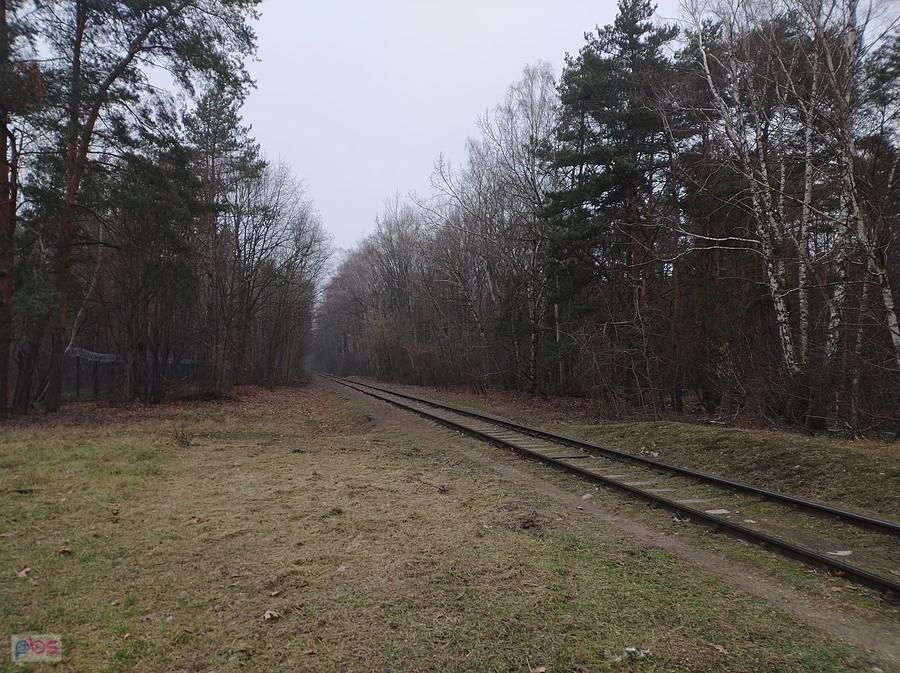 Tor przez las