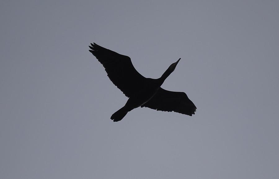 Kormoran w cieniu