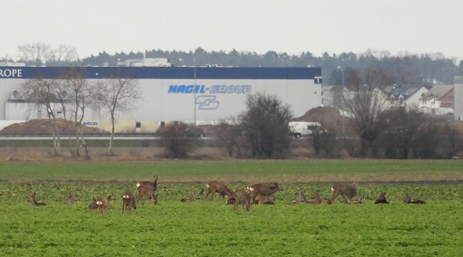 Przyautostradowe sarenki