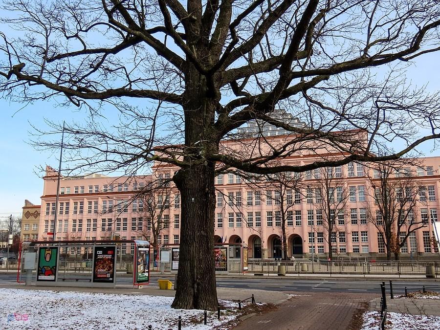 Naprzeciwko SGH usadowił się pomnik przyrody "Dąb SGGW"