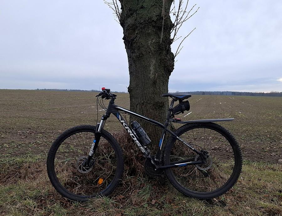 Poddrzewna rowerówka