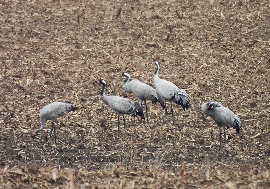 Kawałek stada żurawi