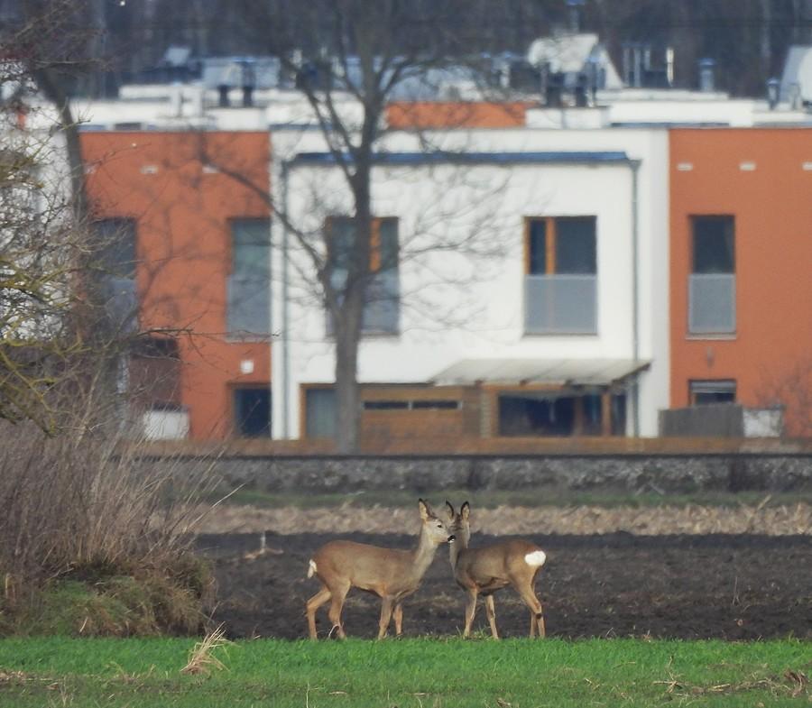 Zbliżenie na sarenki