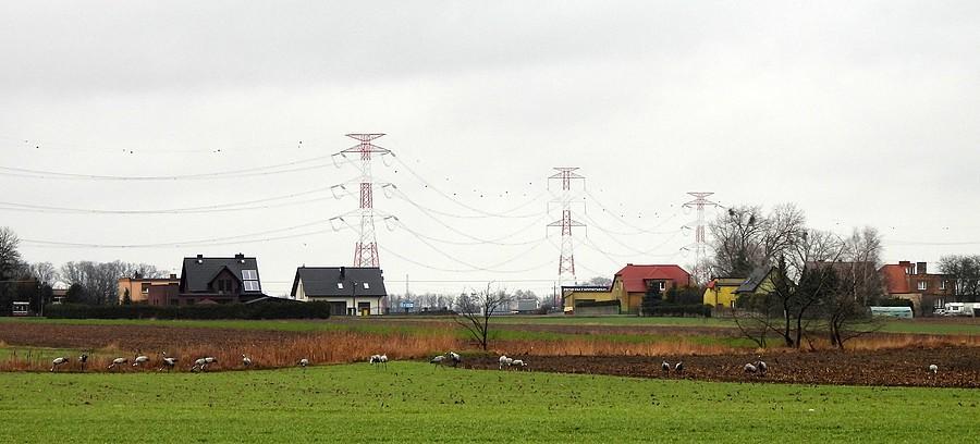 Dużo, dużo żurawi
