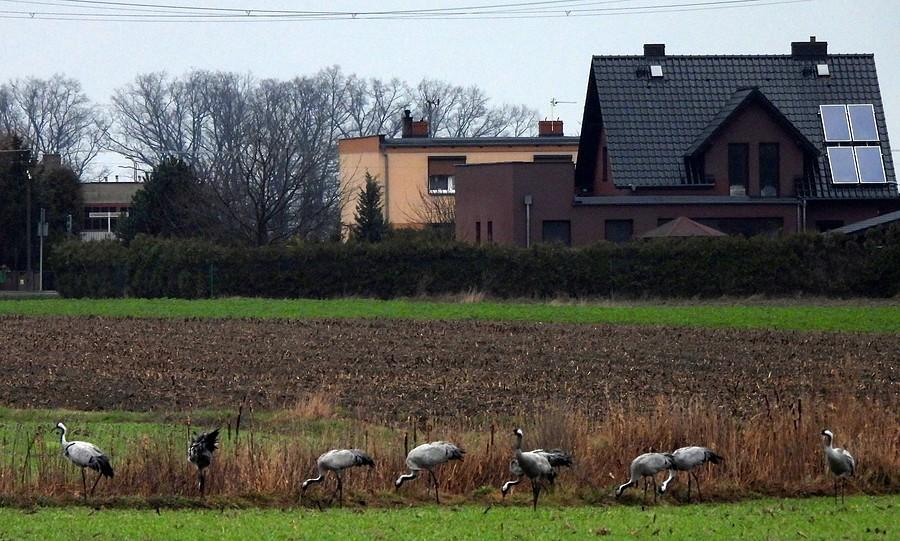 Żurawie blisko wsi