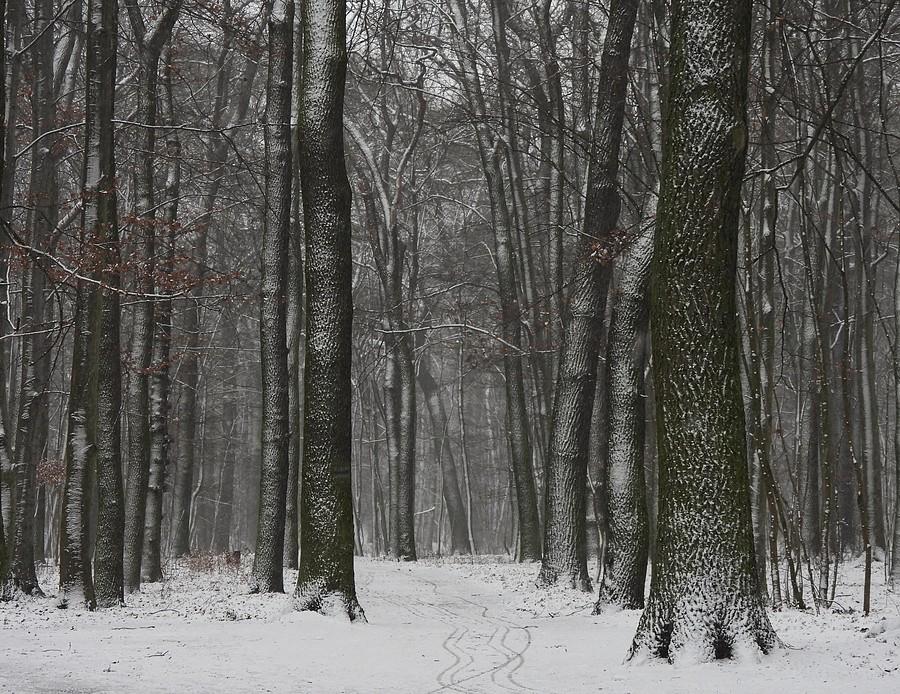 Biało-czarny las