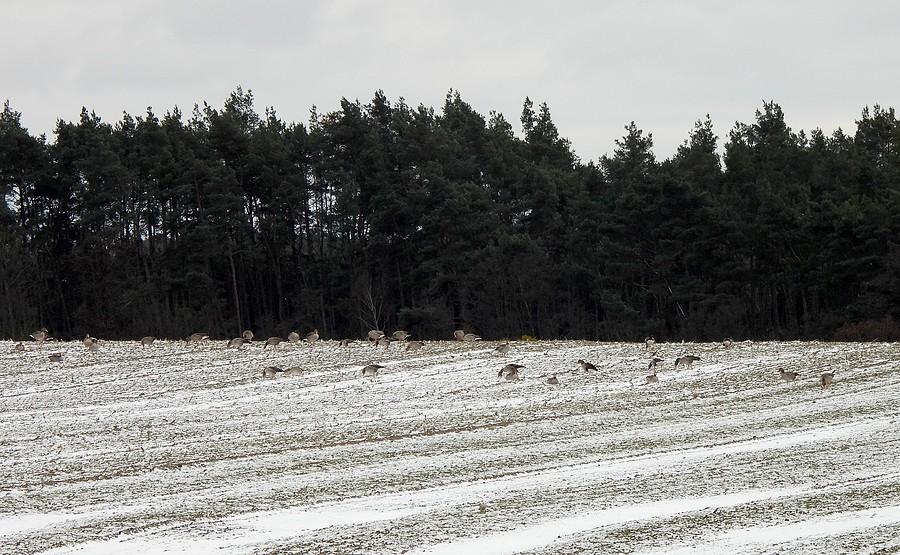 Stado gęsi na śniegu