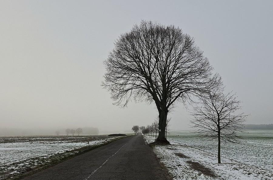 Klasyczny kadr z klasycznym drzewem