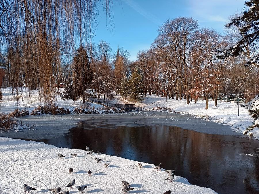 Park Staszica w zimowej szacie.
