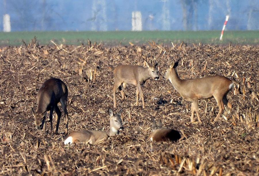 Rodzinka saren w słońcu