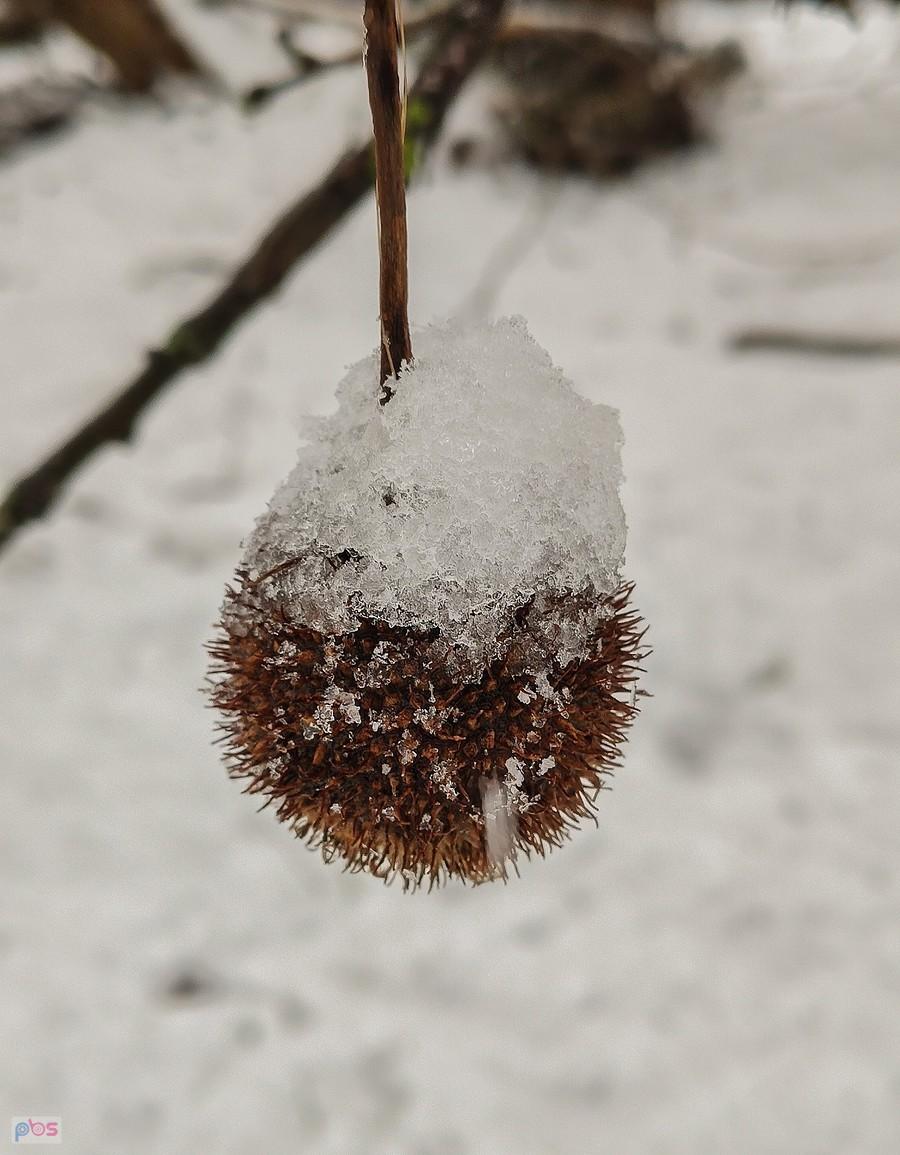 Orzeszek platana