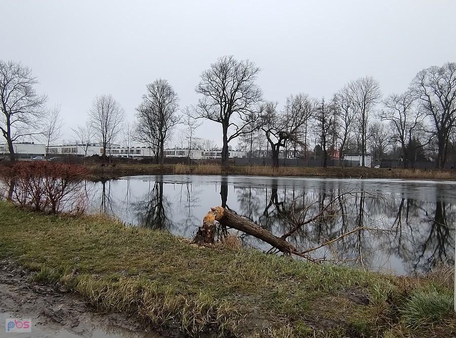 Drugie drzewo też już padło