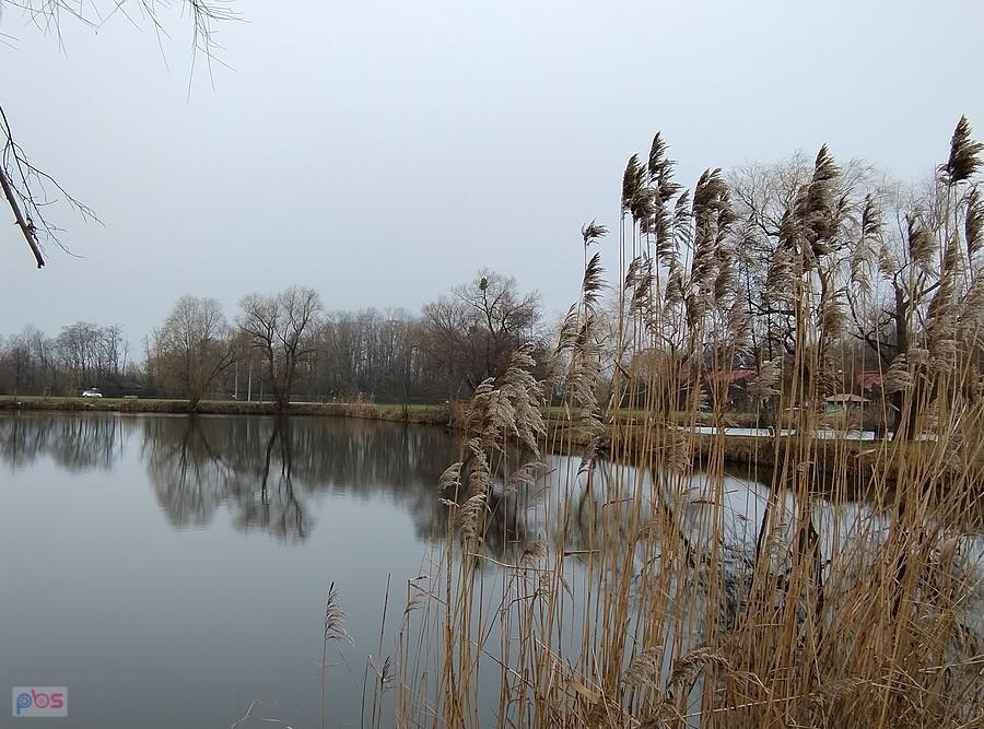 Staw w Zielonkach
