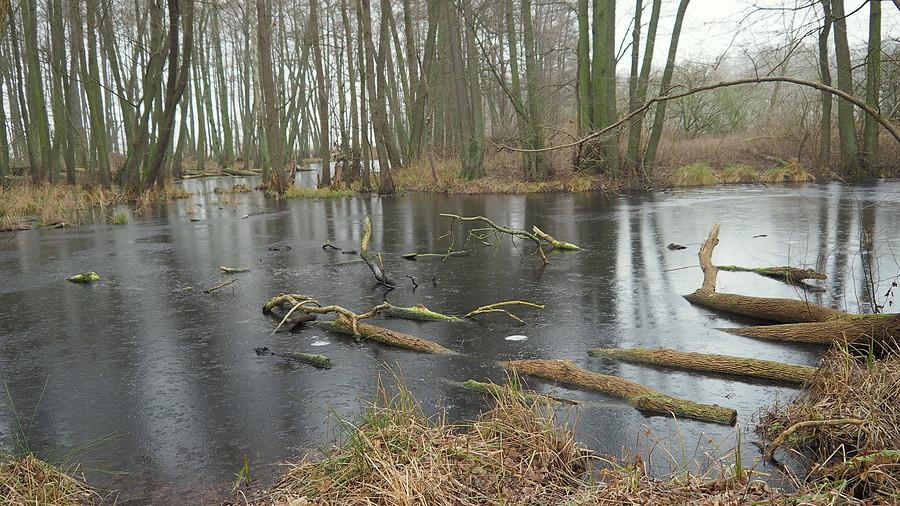 Bagna pod Krasnym Dłuskiem