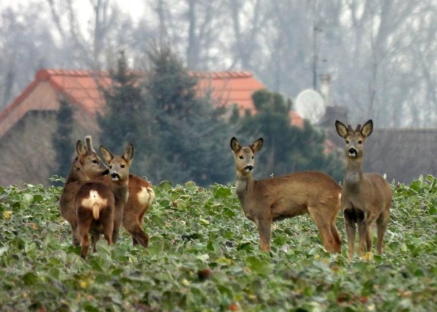 Sarenka z lewej jest dość widoczna :)