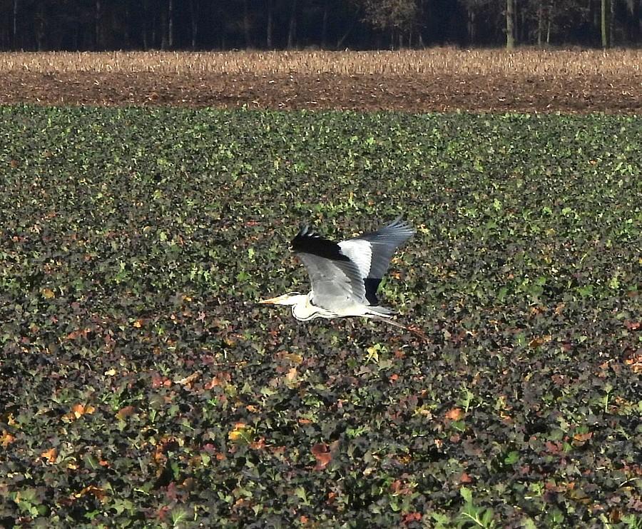 Przelatująca czapla