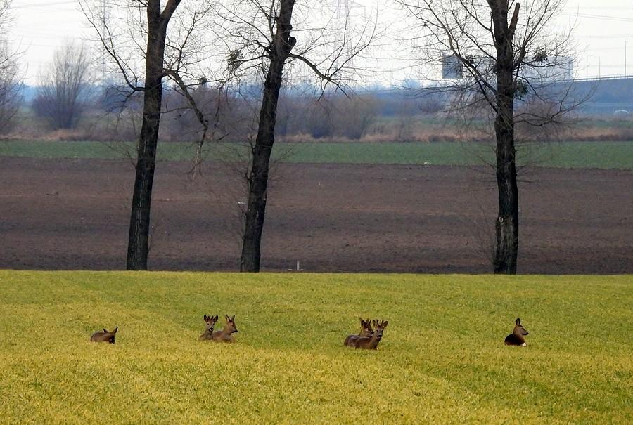 Stado sarenek podczas odpoczynku