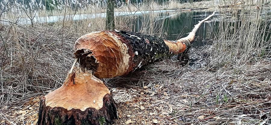 Bobrza robota nad leśnym stawem w Obiszowie