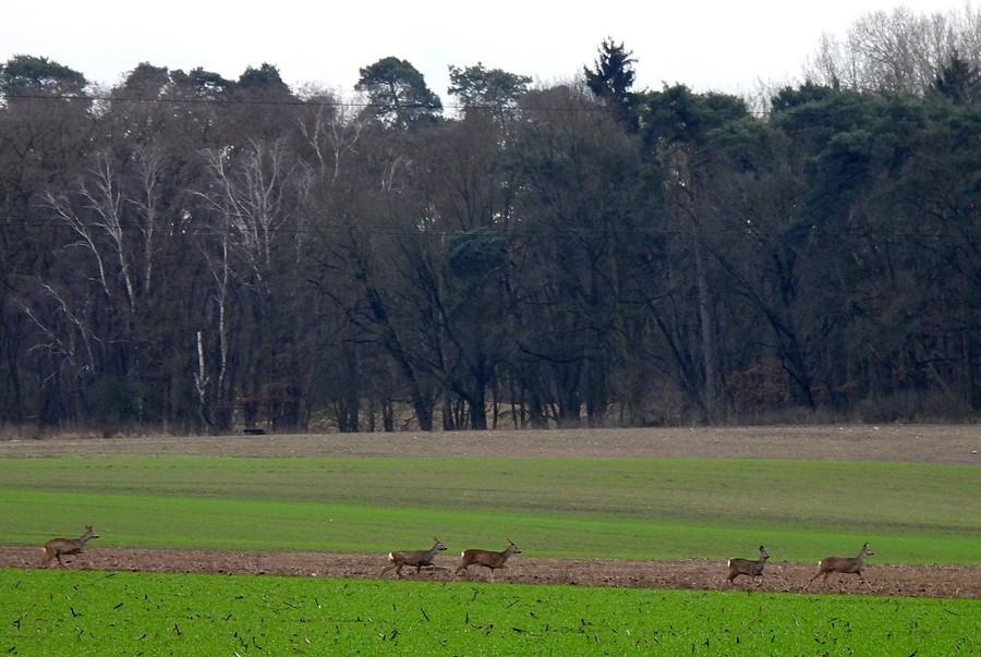 Pędzące sarny