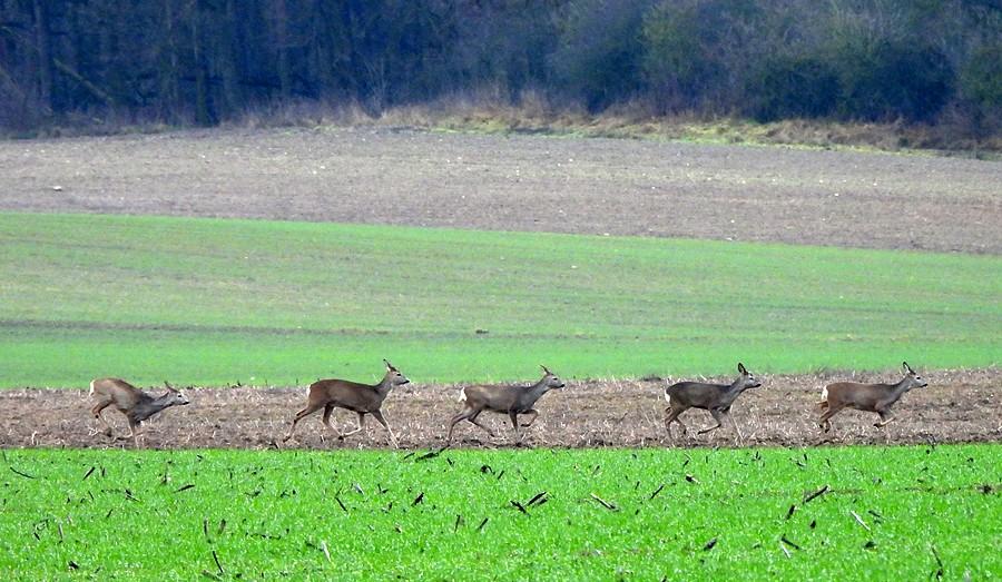 Zbliżenie na sarny w pędzie