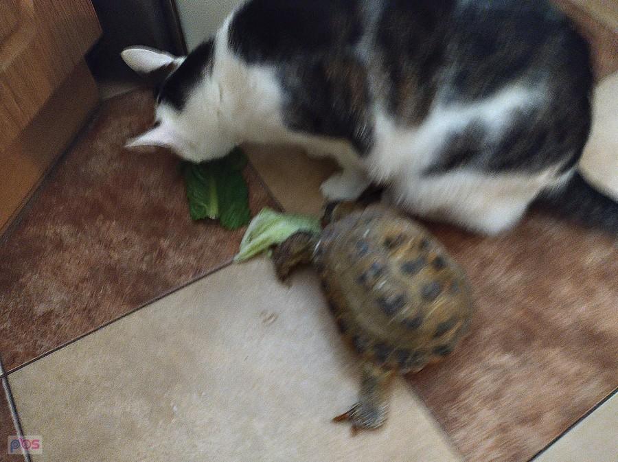 Żółw już się obudził i przyszedł na śniadanie. Kot też je sałatę, tak dla towarzystwa::)