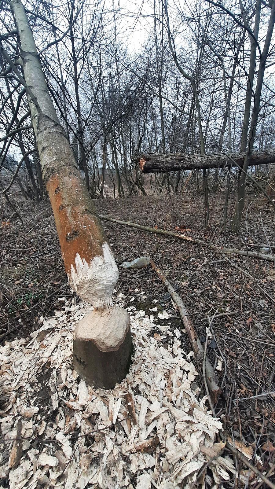 Jakieś prace budowlane.