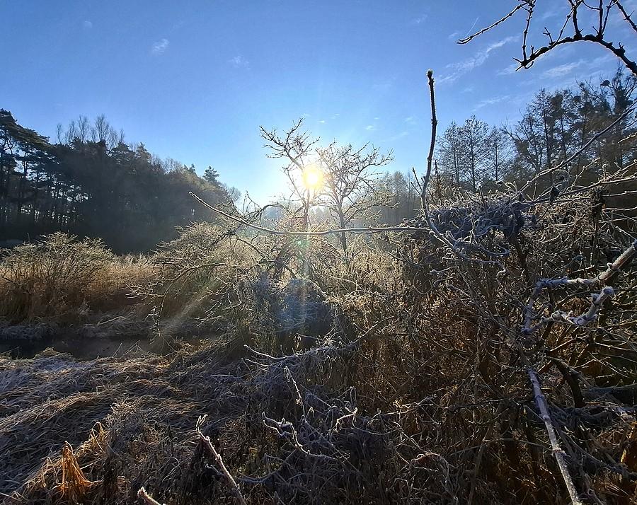 Krzak zimniejący
