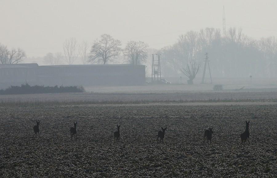 Sarenki pędzące we mgle