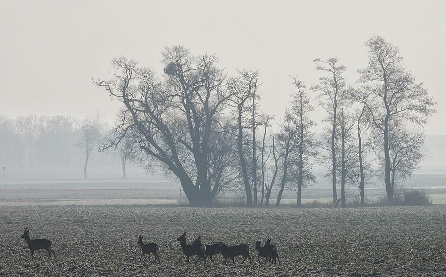 Mgła, zagajnik i sarny