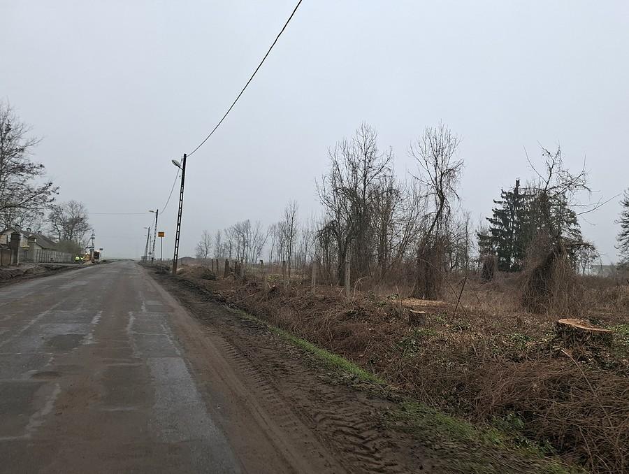 Tu były drzewa...