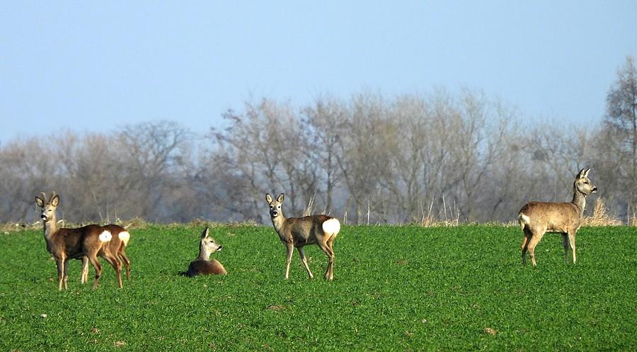 Sarenki w słońcu
