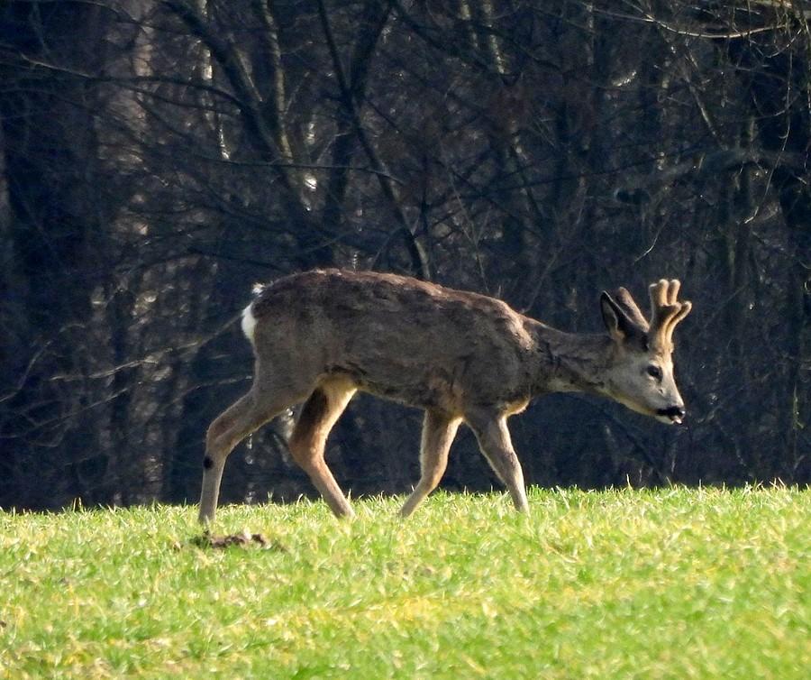 Koziołek na spacerze