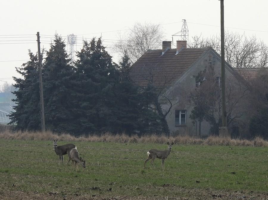 Sarenki blisko domostw