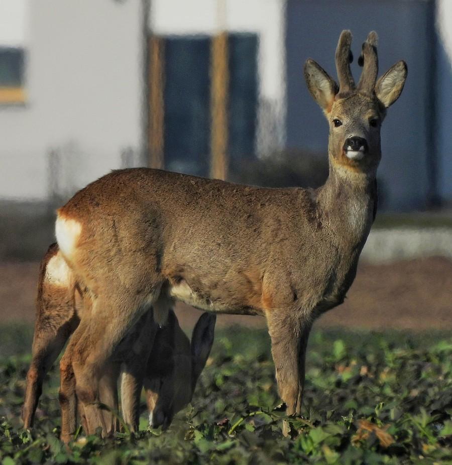 Dumny i piękny koziołek