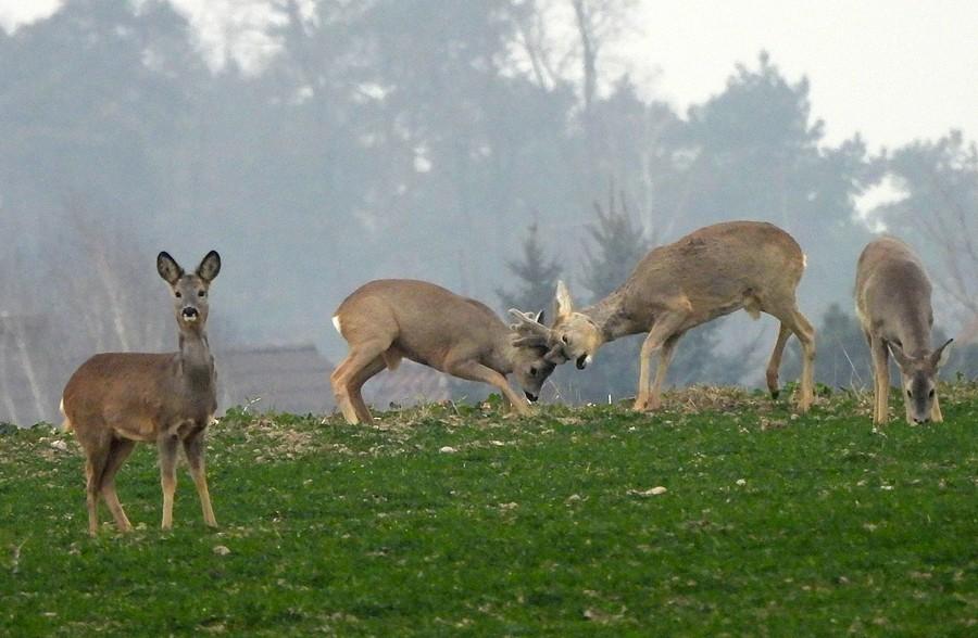 Walczący panowie i obserwatorka