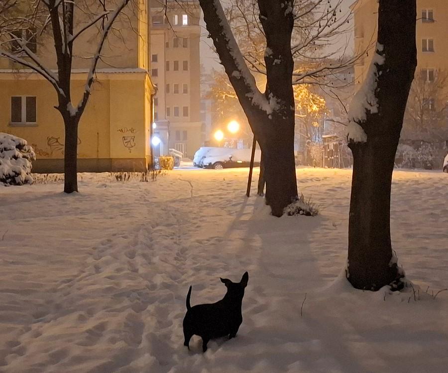 Śniegowe wyjście z psem o trzeciej w nocy