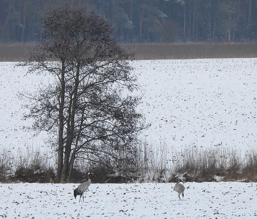 Żurawie pod drzewem
