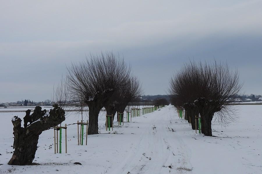 Wierzby w śniegu